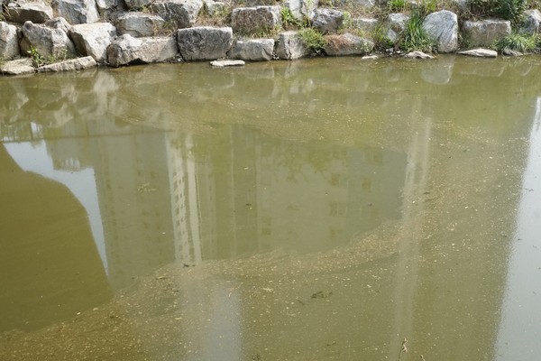 하남시 미사호수공원을 가로지르는 망월천의 수질 오염과 악취로 주민들이 불편을 호소하고 있다. (사진=장민호 기자)