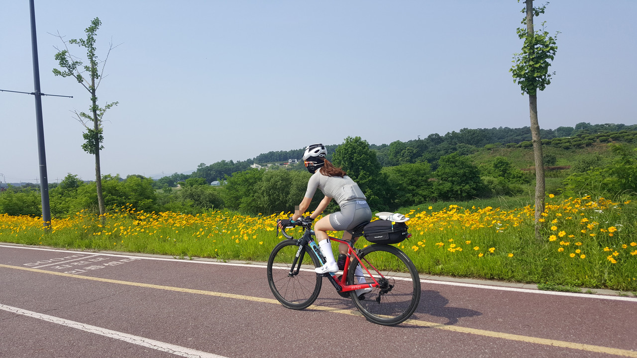 8일 오후 1시쯤 여주시 강천보 인근 남한강변 둔치에 샛노랗게 만개한 금계국옆으로 한 시민이 자전거 라이딩을 즐기고 있다. (사진=김광섭 기자)