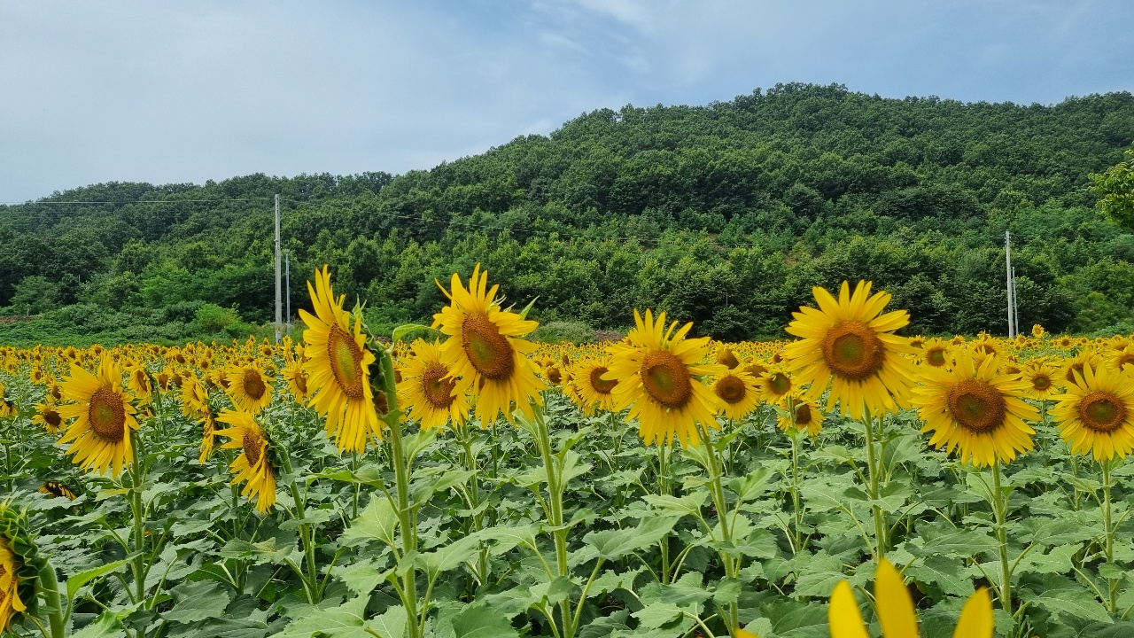 인천 강화군 교동면 난정저수지 바로 옆 약 3만 3000㎡ 면적에 해바라기 10만여 송이가 가득하다.