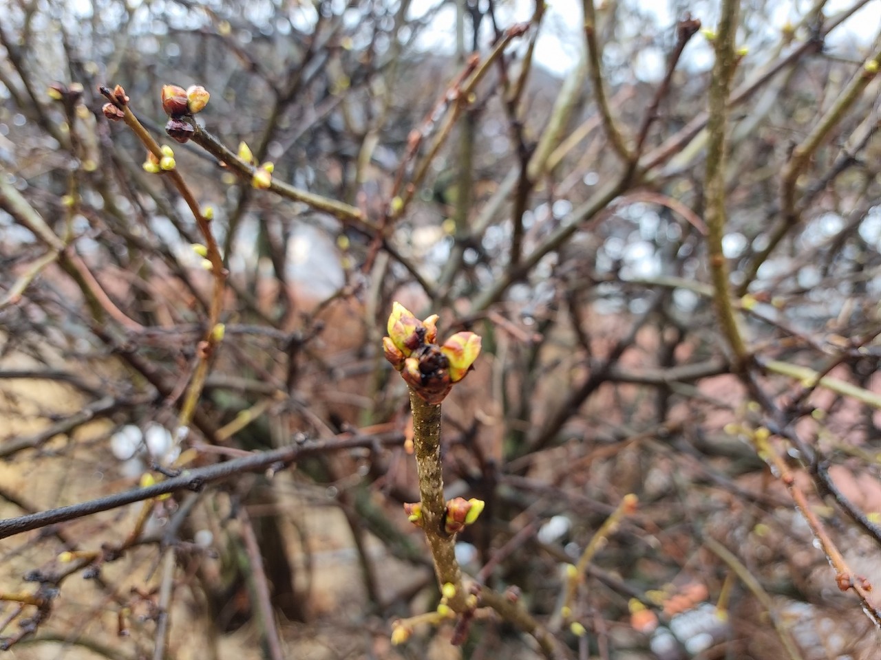 봄비가 내리기 시작한 13일 낮 1시20분께 이천설봉공원 수수꽃다리 나무에 파란 새순이 올라오고 있다. (사진=송석원 기자)