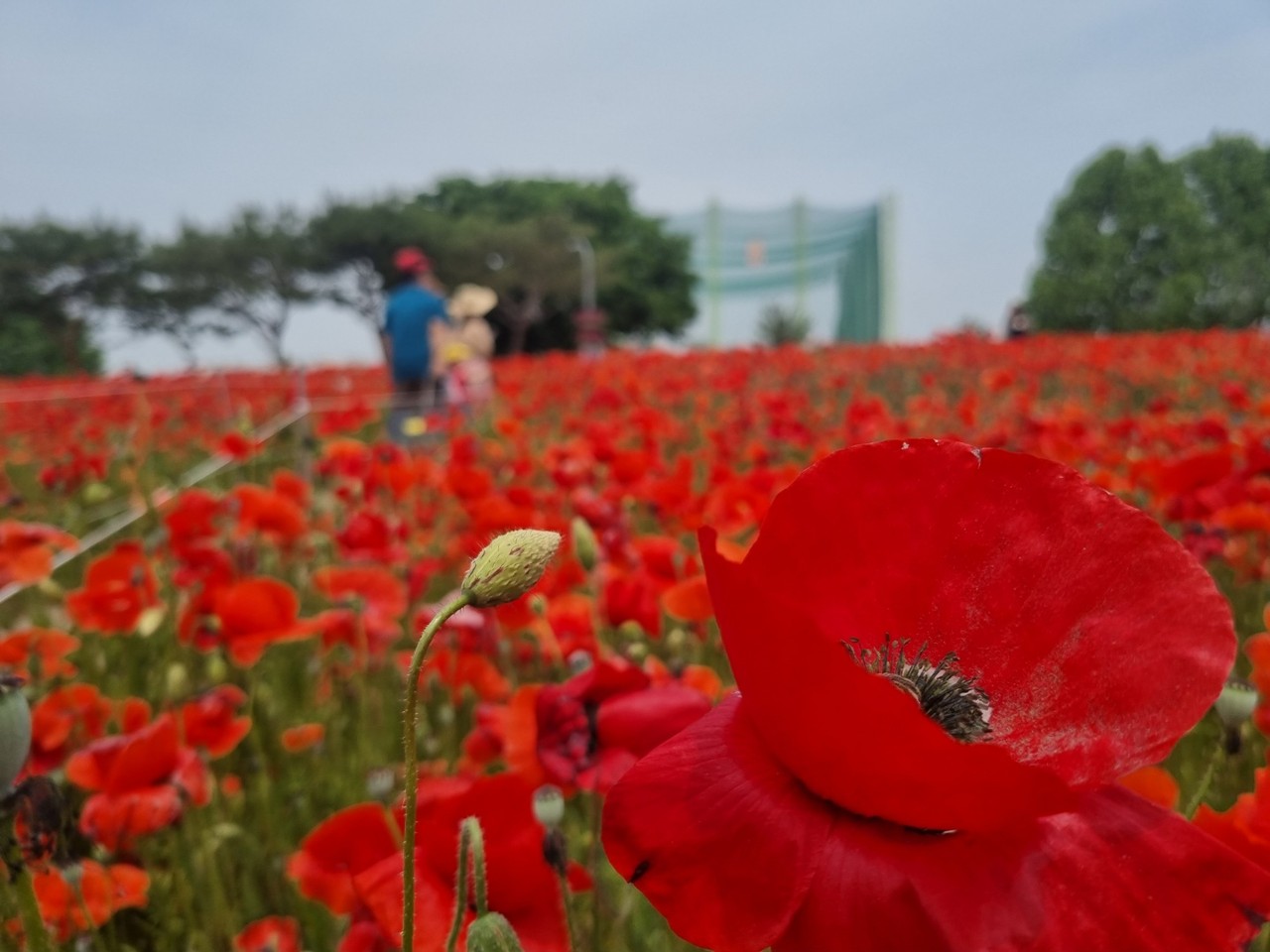 수원시 탑동 시민공원에 꽃양귀비가 피어있다. 29일 일요일인 오늘 경기·인천지역은 가끔 구름이 많겠고, 저녁부터 흐려지겠다. (사진=권영복 기자)