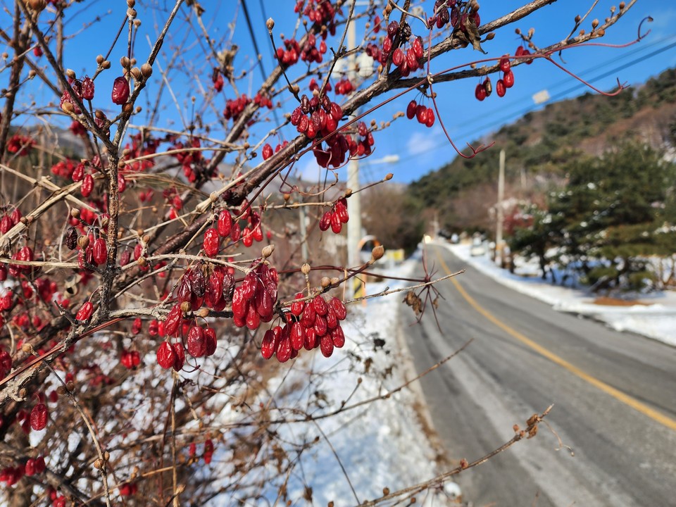 26일 오후 1시35분께 양평군 옥천면의 한 도로변에 붉은 산수유 열매가 주렁주렁 매달려 겨울 햇살에 빛나고 있다. (사진=장은기 기자)