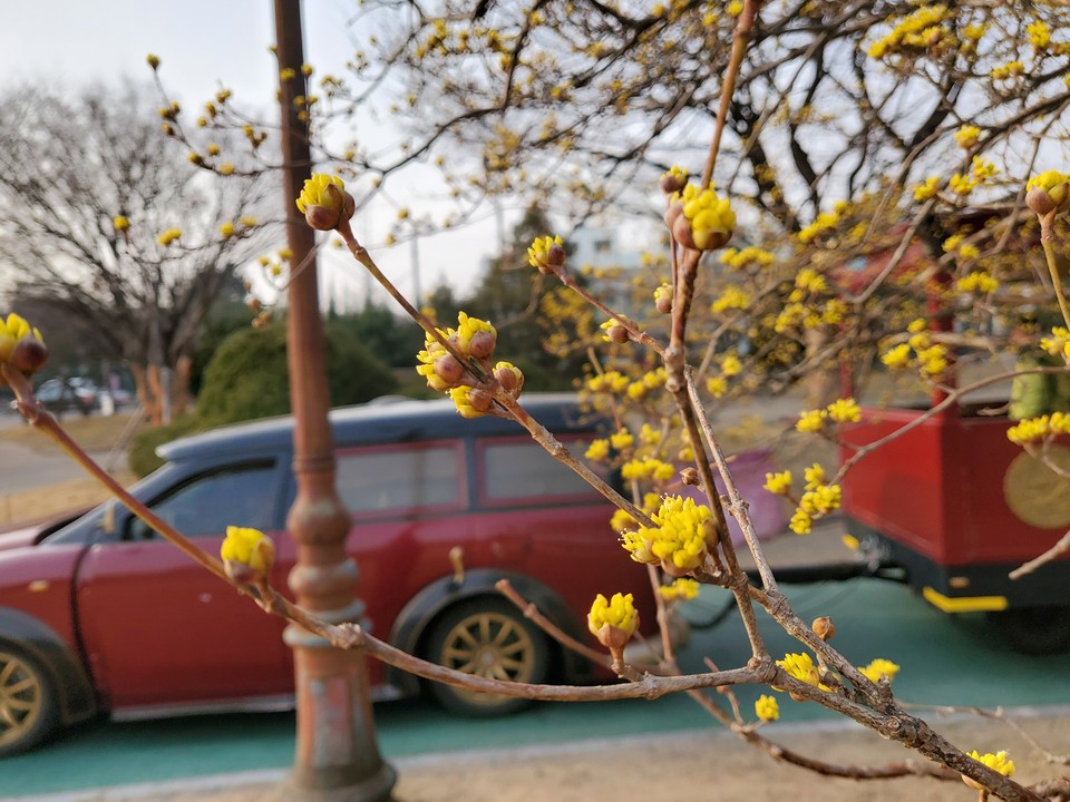 11일 오후 수원화성의 어차 앞 노오란 산수유꽃들이 만발했다. (사진=권영복 기자)