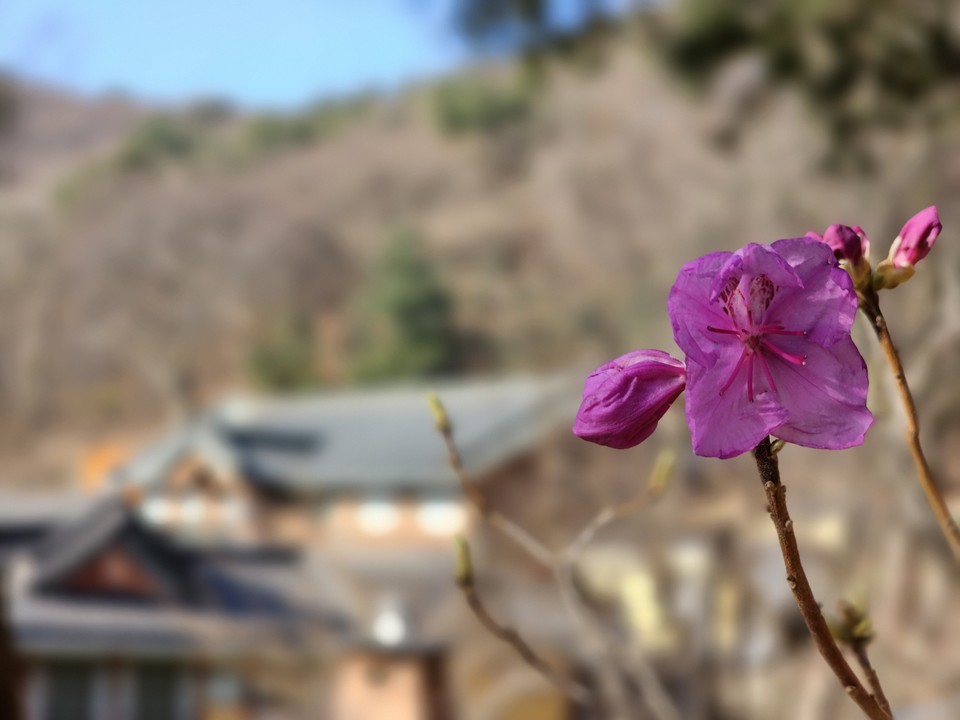 27일 오전 8시40분께 인천 강화군 하점면 고려산에 있는 사찰 백련사 인근에 진달래꽃이 활짝 피어있다. (사진=이복수 기자)