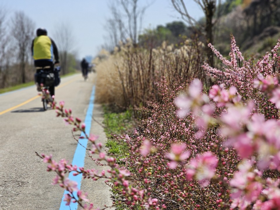 9일 낮 12시30분께 여주 남한강변 자전거도로에 핀 앵두나무꽃(앵두나무) 주변을 자전거 라이더들이 지나고 있다. (사진=김광섭 기자)