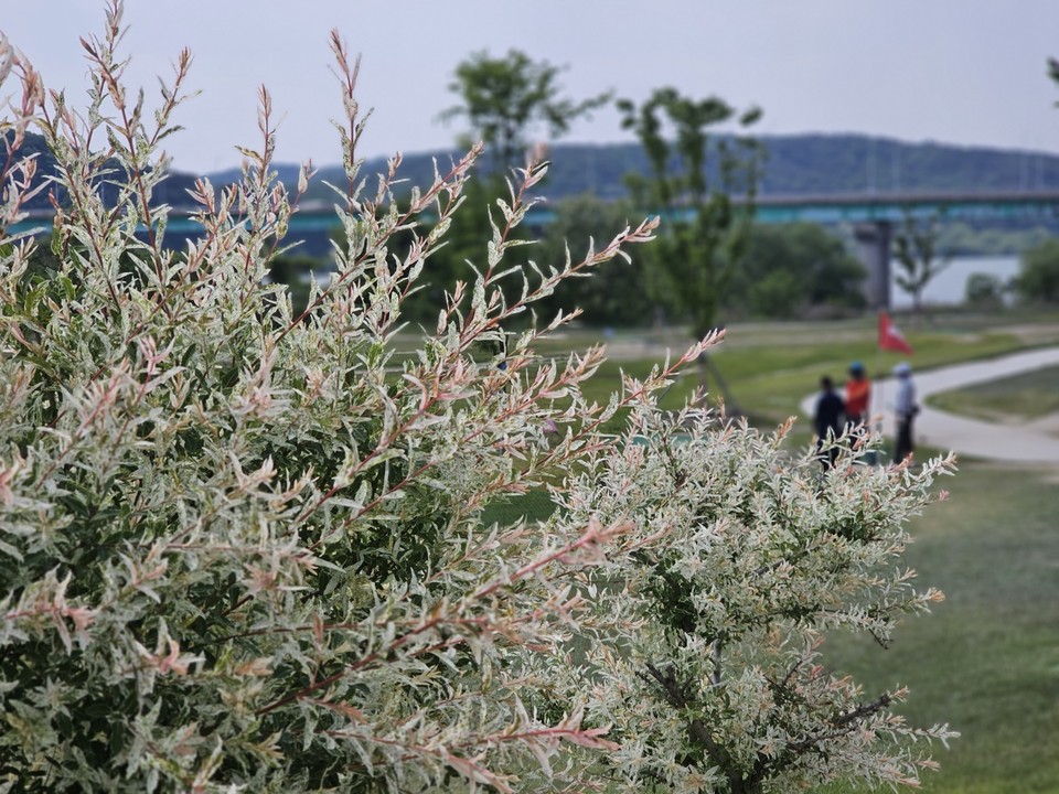 14일 오후 2시30분께 여주시 남한강변에 위치한 여주파크골프장에 심어진 삼색 버드나무가 사람들의 눈길을 끈다. (사진=김광섭 기자)