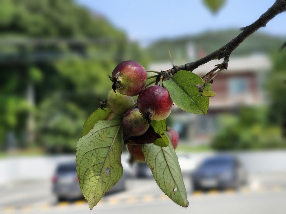 폭염주의보가 내려진 27일 오후 2시10분께 용인시 처인구의 한 음식점 화단의 꽃사과나무에 붉은 열매가 익어가고 있다. (사진=허찬회 기자)
