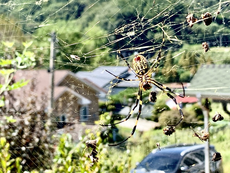 24일 낮 12시20분께 동두천시 광암동의 한 전원주택가에 무당거미가 거미줄에 걸린 곤충을 잡아먹고 있다. (사진=오기춘 기자)