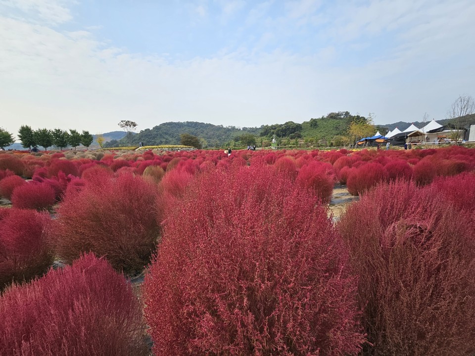 18일 오후 3시30분께 연천 댑싸리 정원을 찾은 삼삼오오 행락객들이 붉은색으로 예쁘게 변한 댑싸리를 배경으로 기념사진을 남기고 있다. (사진=오기춘 기자)