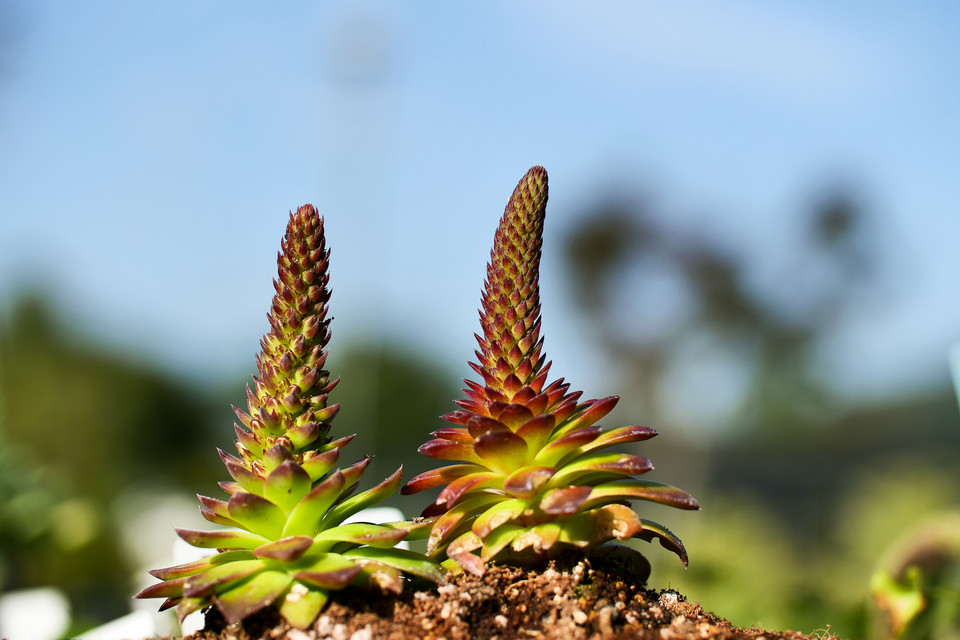 산림청 국립수목원이 우리나라 특산식물인 진주바위솔을 조직배양방법을 이용해 대량 증식에 성공했다. 사진은 (사진제공=국립수목원)