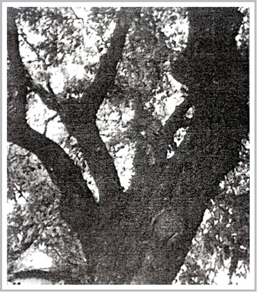 장자골에 있는 남동구 지정 보호수 느티나무(수령400년). (사진제공=남동구청)