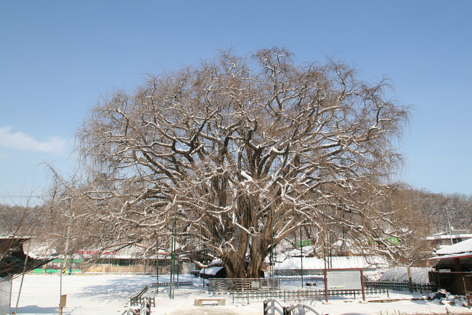 장수동은행나무(겨울). (사진제공=남동구청)